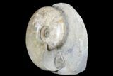 Polished, Ammonite (Euhoploceras) Fossil - Dorset, England #176351-2